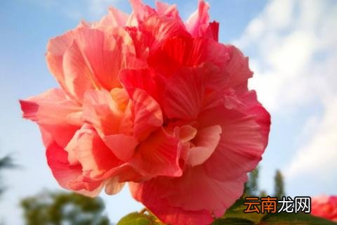 秋天有什么植物