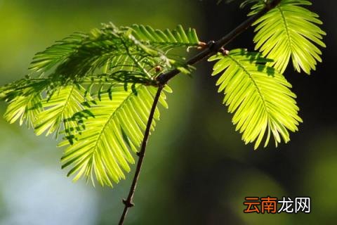 水杉是树还是花