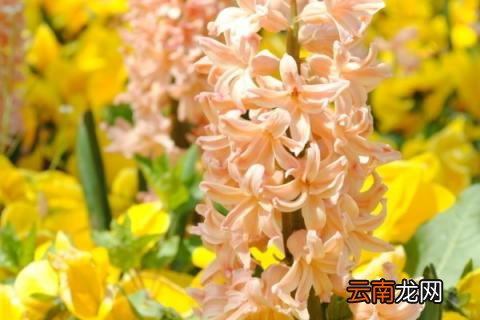 紫罗兰和风信子区别