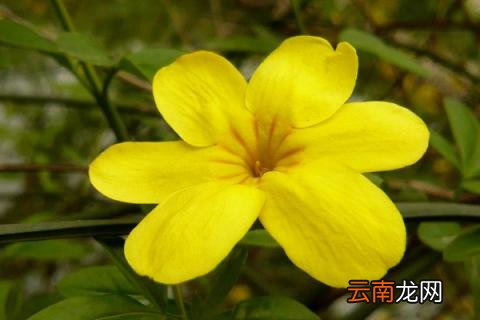 迎春花和腊梅有多大区别