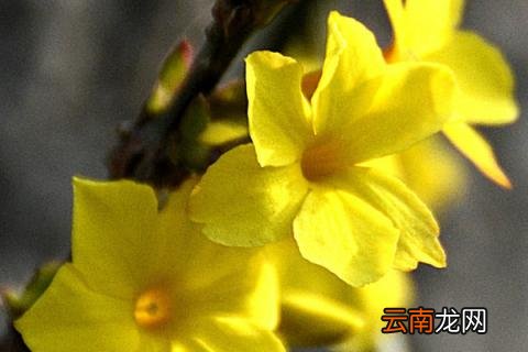 迎春花和腊梅有多大区别