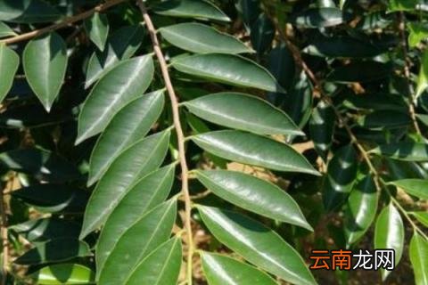 奇楠树在哪里能种植