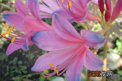 彼岸花和换锦的区别