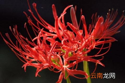 彼岸花和换锦的区别
