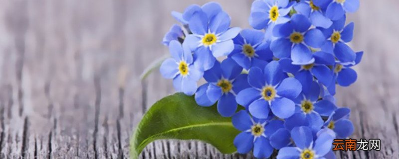 薰衣草是勿忘我吗