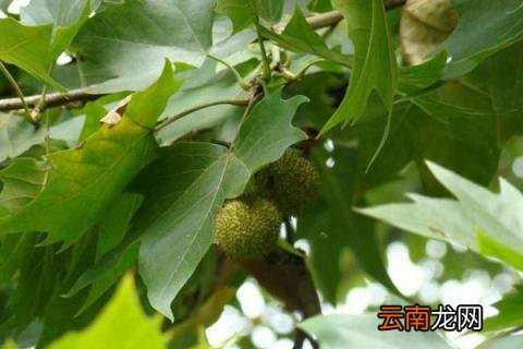 二球悬铃木果实能吃吗