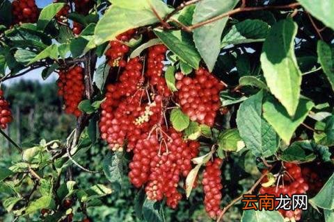 五味子树长什么样