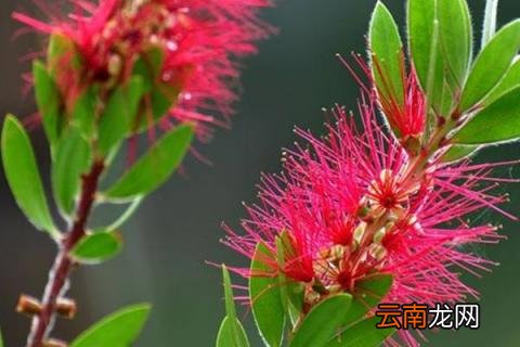 柳树能开红花吗
