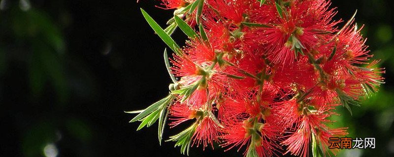 柳树能开红花吗