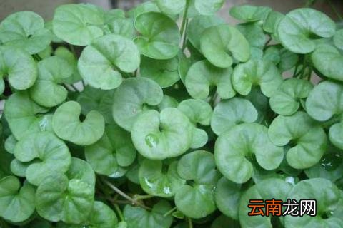 金钱草和车前草的区别