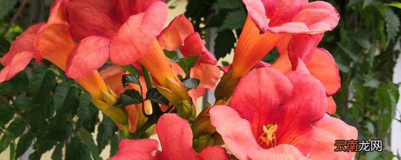 凌霄花一年能爬多高