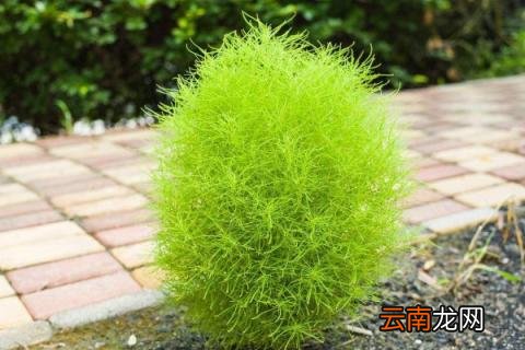 风滚草是扫帚苗吗