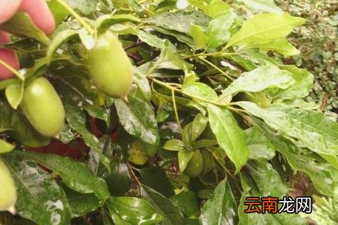 金子弹树是什么树种