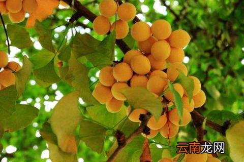 银杏的果子能吃吗