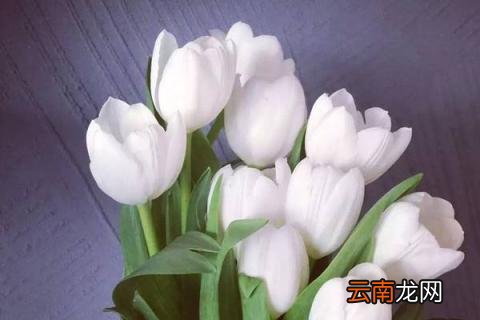 送给朋友的花