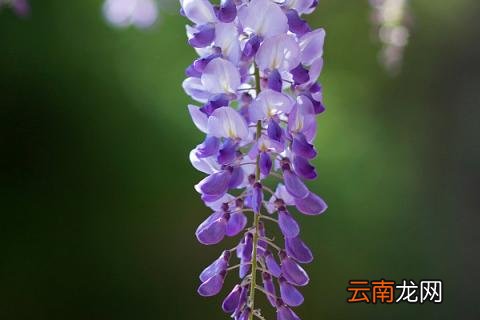 烟灰水可以浇哪几种花