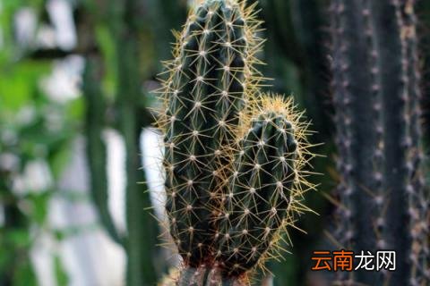 烟灰水可以浇哪几种花