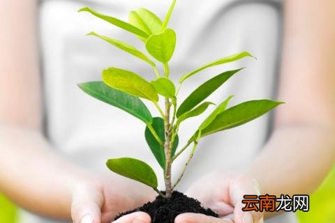 枝繁叶茂是什么季节