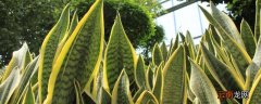 枝繁叶茂是什么季节