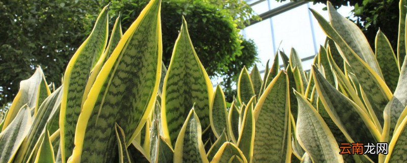 枝繁叶茂是什么季节