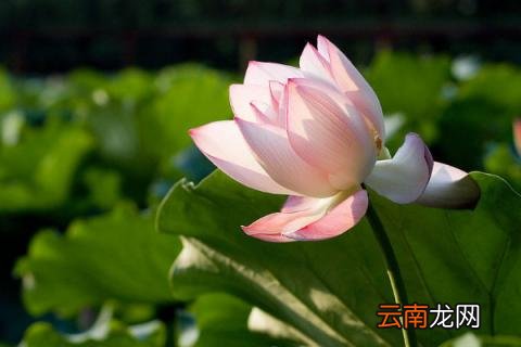 枝繁叶茂是什么季节