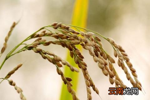 秋天成熟的庄稼和水果