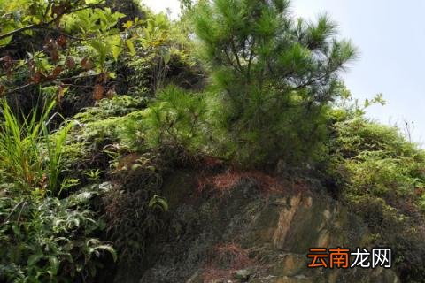 山松断根技巧