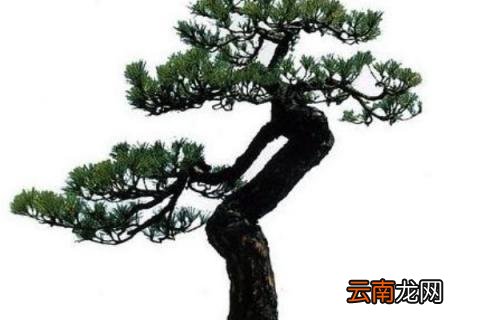 山松断根技巧