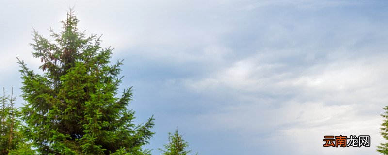 山松断根技巧