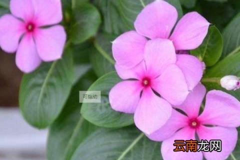 不长虫的盆栽植物
