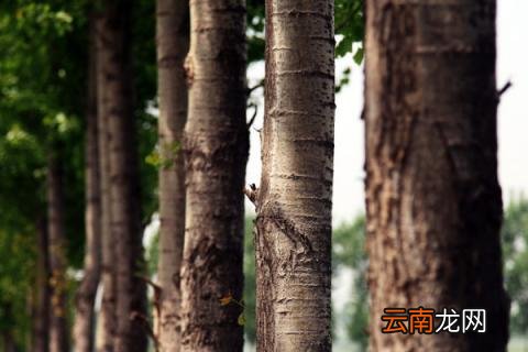 树为什么要涂一层白色
