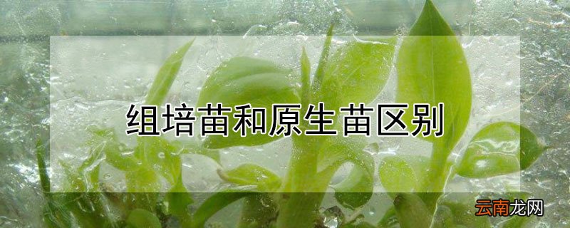 组培苗和原生苗区别