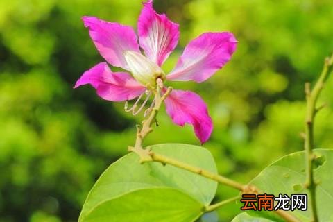紫荆花生长快吗