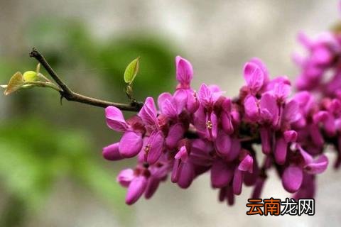 紫荆花盆栽注意什么