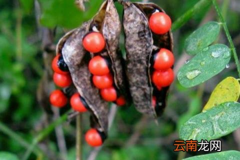农村常见有剧毒的植物