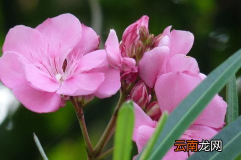 农村常见有剧毒的植物