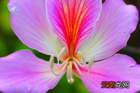 洋紫荆有多高