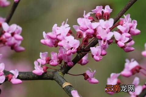 紫荆花为什么长在树干上