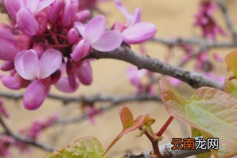 紫荆花为什么长在树干上