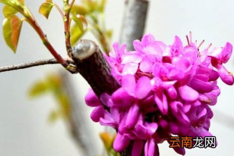 紫荆花一年开几次