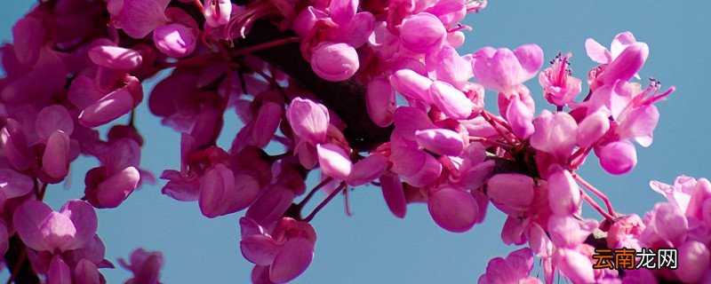 紫荆花会结果吗
