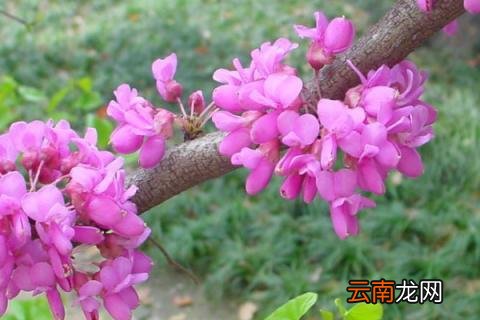 紫荆花会结果吗