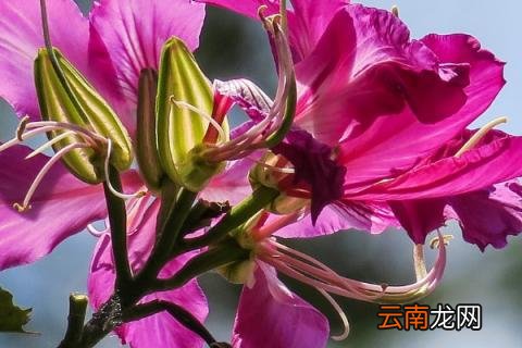 紫荆花是哪里的区花