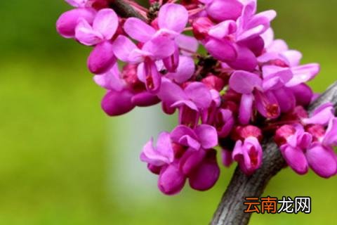 紫荆冬季短截造型能做不