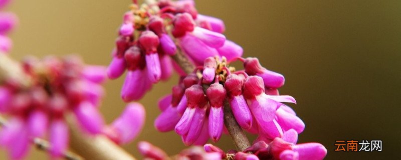 紫荆花是什么花