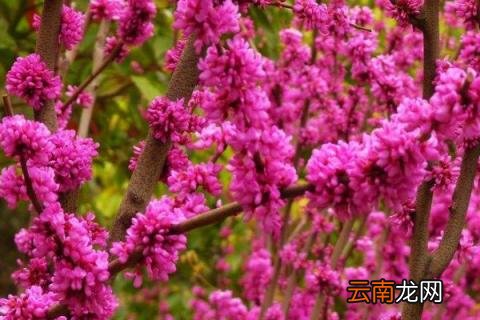 紫荆花是什么花