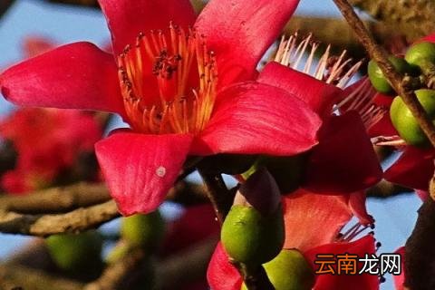 紫荆花和异木棉的区别