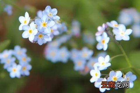勿忘我冬天会死吗
