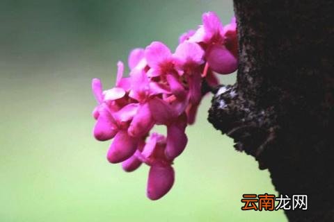 紫荆花树什么季节开花