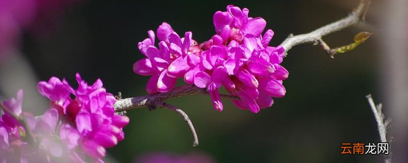 紫荆花树什么季节开花